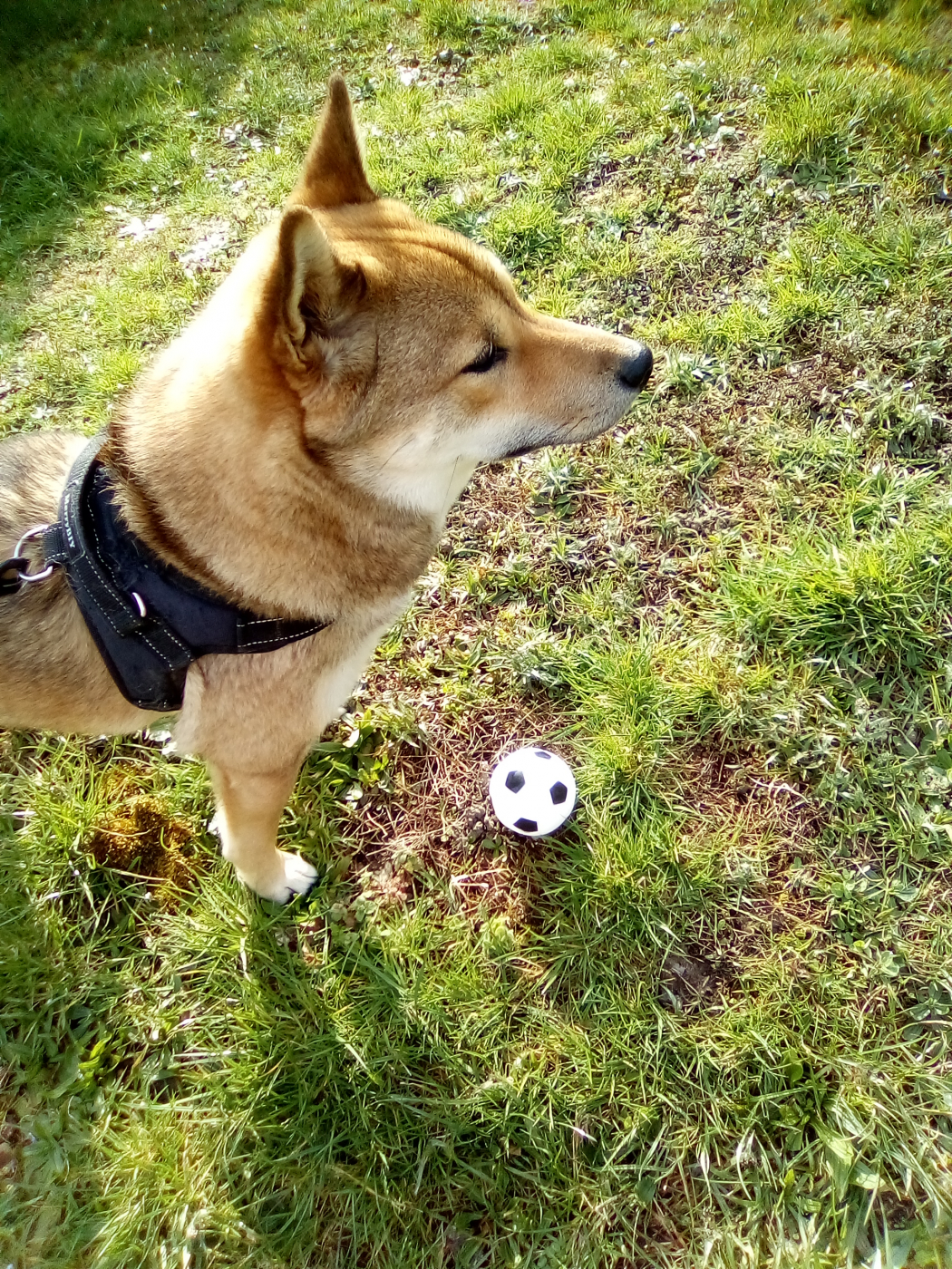 Bubimex Ballon sauteur de foot avec poignée pour chien