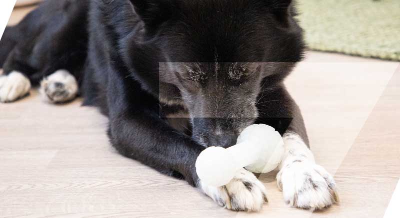 chien qui joue avec son os phosphorescent zolia