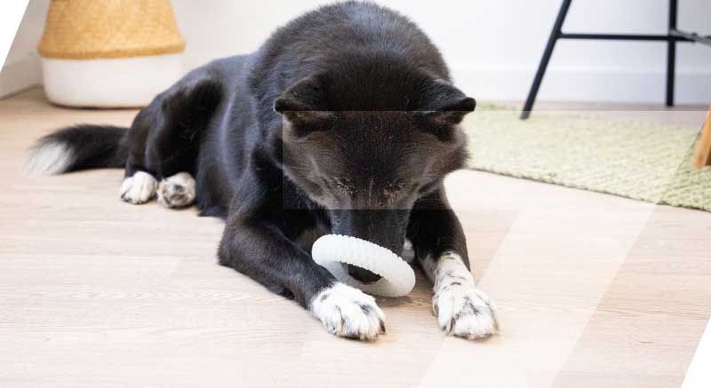 chien qui joue avec son anneau phosphorescent zolia