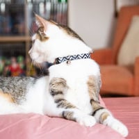Collar para gatos Zigzag Zolia Blanco/Negro - 2 tallas
