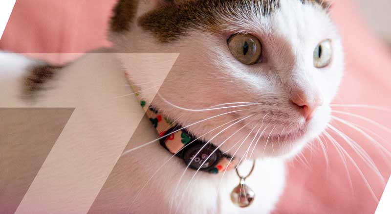 El collar para gatos Zigzag Zolia Flamant rosa es muy original