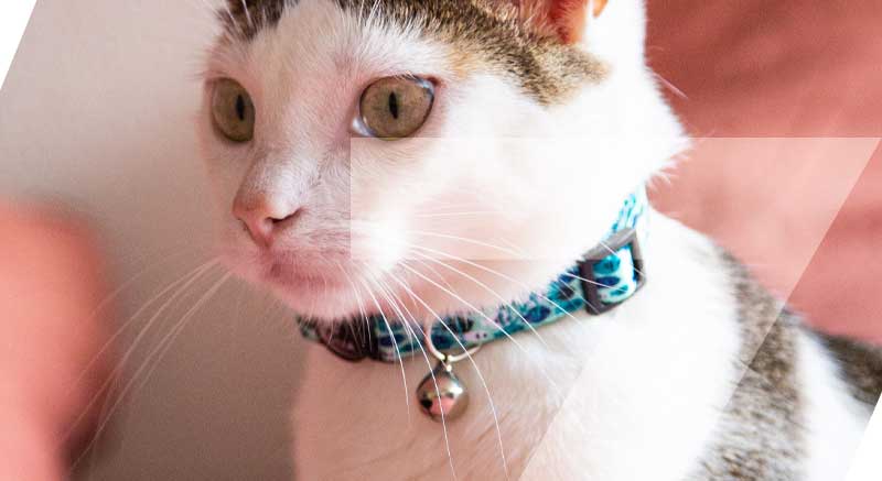 El collar ajustable para gatos con cierre de liberación rápida zolia tiene un cascabel
