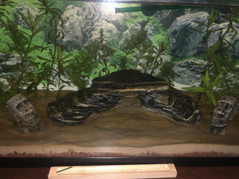 Pierre de décoration, pour aquarium: Type pierre zebrée léopard