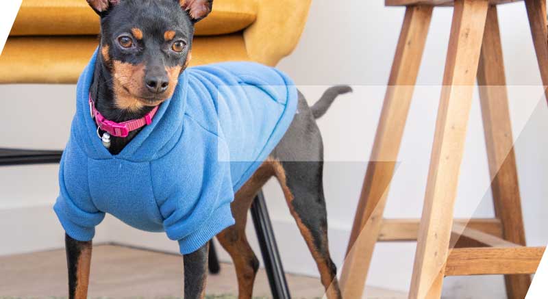 Un perrito con la sudadera con capucha azul Zolia
