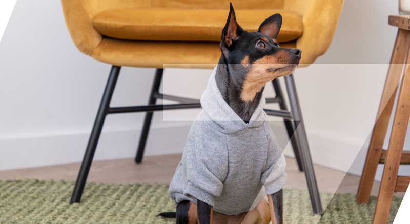 Un perro con la sudadera para perros con capucha gris jaspeado Zolia