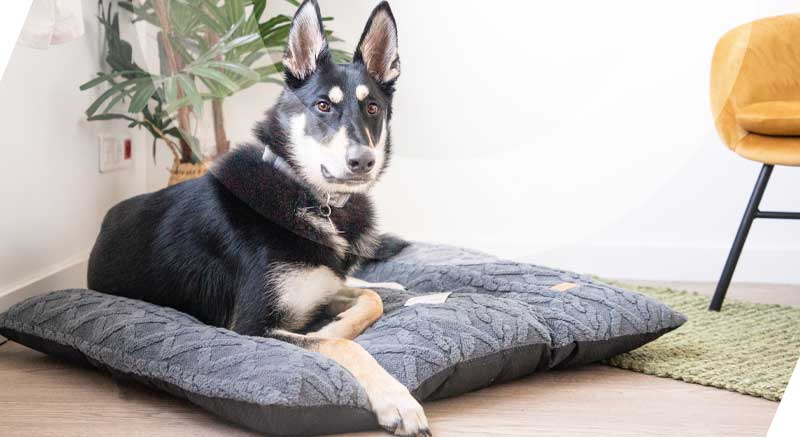 Un perro en su cojín para perros de color gris oscuro Zolia Liina