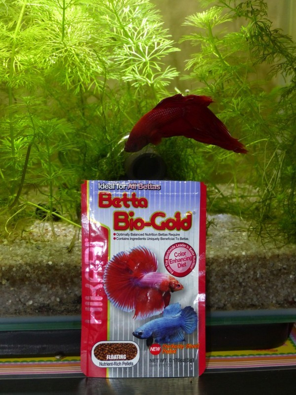 Hikari Betta Bio-Gold 5gr - nourriture combattant - Materiel-aquatique