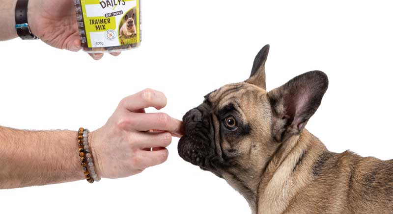 Un perrito quiere sus premios sin gluten para perros Trainer Mix DAILYS