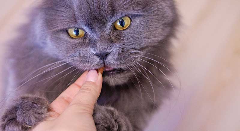 Un gato probando los snacks para gatos Mini Hearts Mix DAILYS