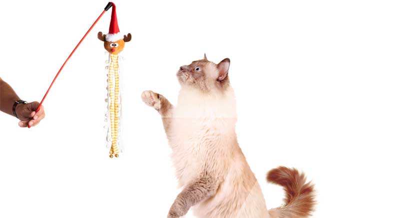 chat qui joue avec la canne à pêche de Noël zolia