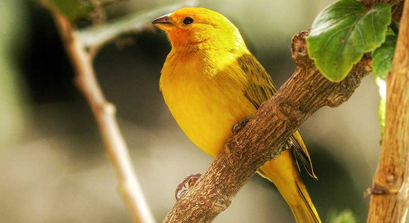 Un canario que se alimenta con Versele Laga Prestige Canaries