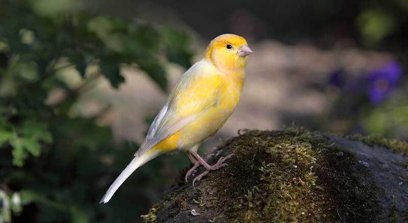 Versele Laga Prestige Canaries Comida para canarios