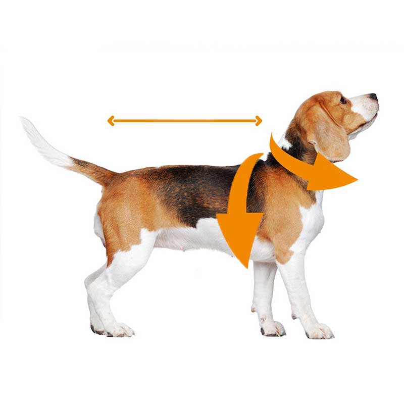 Guía de tallas disfraces para perros