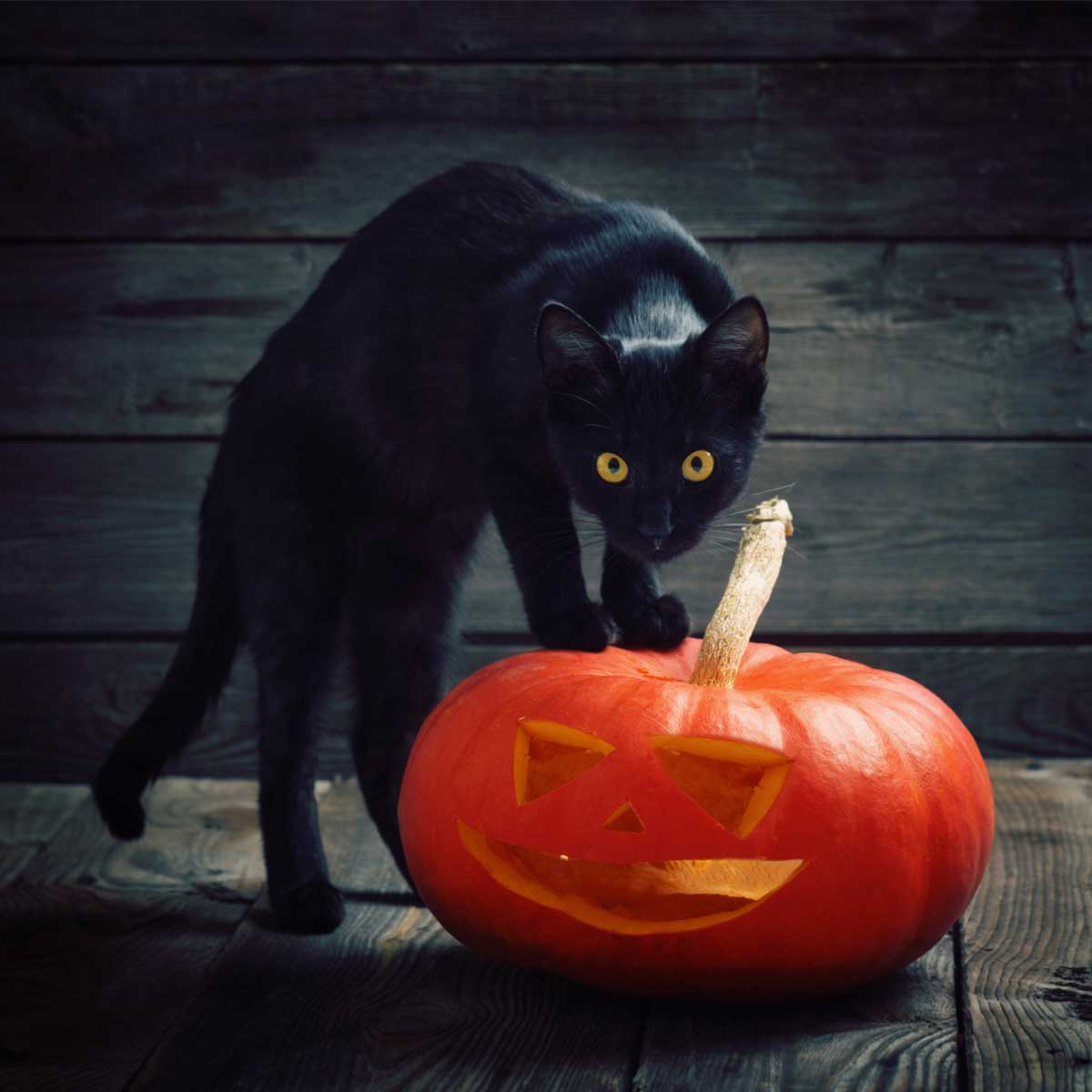 costume d'halloween pour chat
