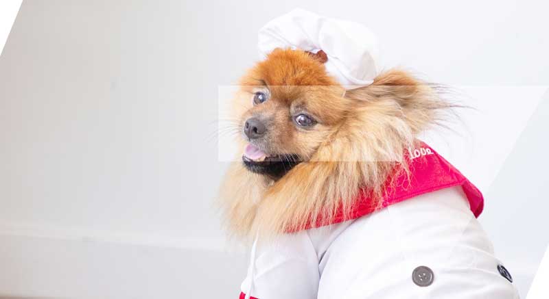 un perrito con el disfraz de cocinero zolia