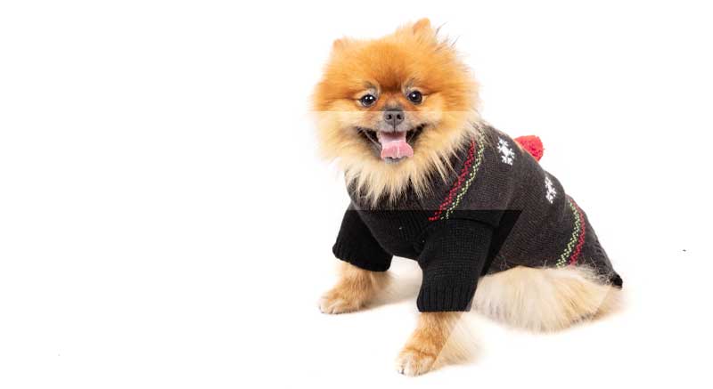 Un perrtio con el jersey de Navidad con renos para perros Zolia