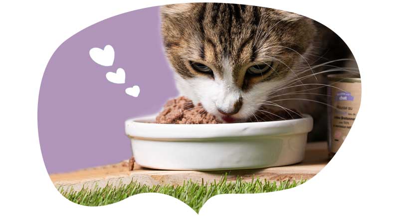 Un gato comiendo la mousse sin cereales para gatos CROCORICO 