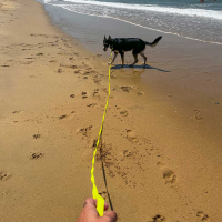 Fluoreszierende gelbe Schleppleine Hunde – 5 und 10 Meter