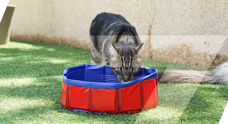 Un gato bebiendo agua de la mini piscina para pequeños animales Zolia Moorea