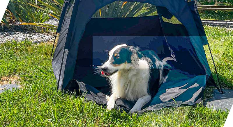 chien dans sa tente zolia pop up