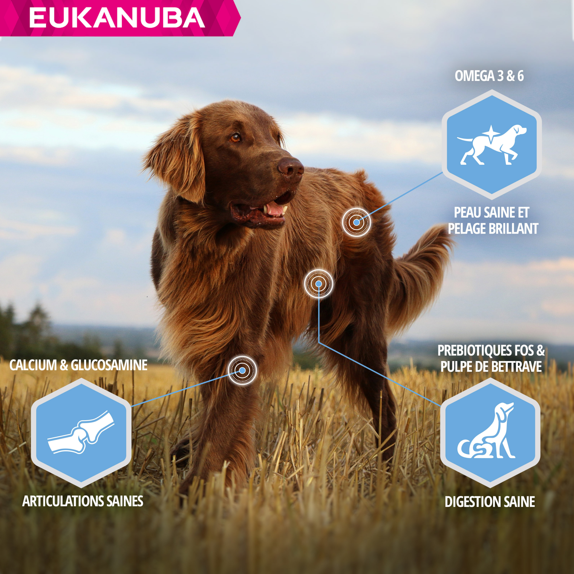 Eukanuba Daily Care Adult Weight Control pour chien adulte de grande taille