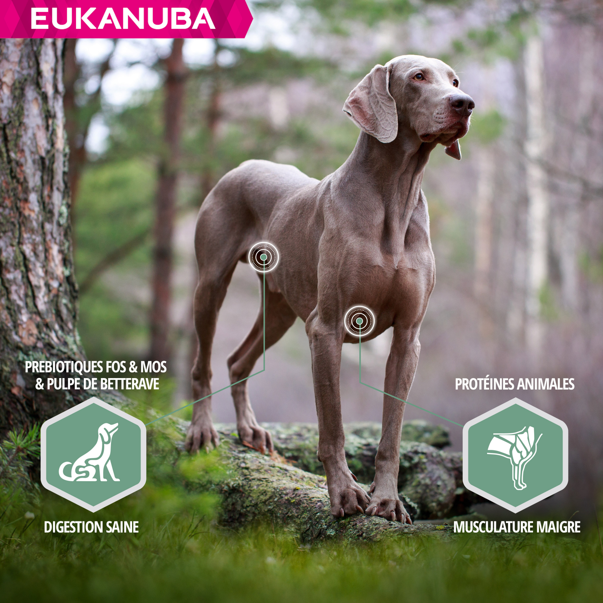 Eukanuba Daily Care Sensitive Joints pour chien adulte sensible