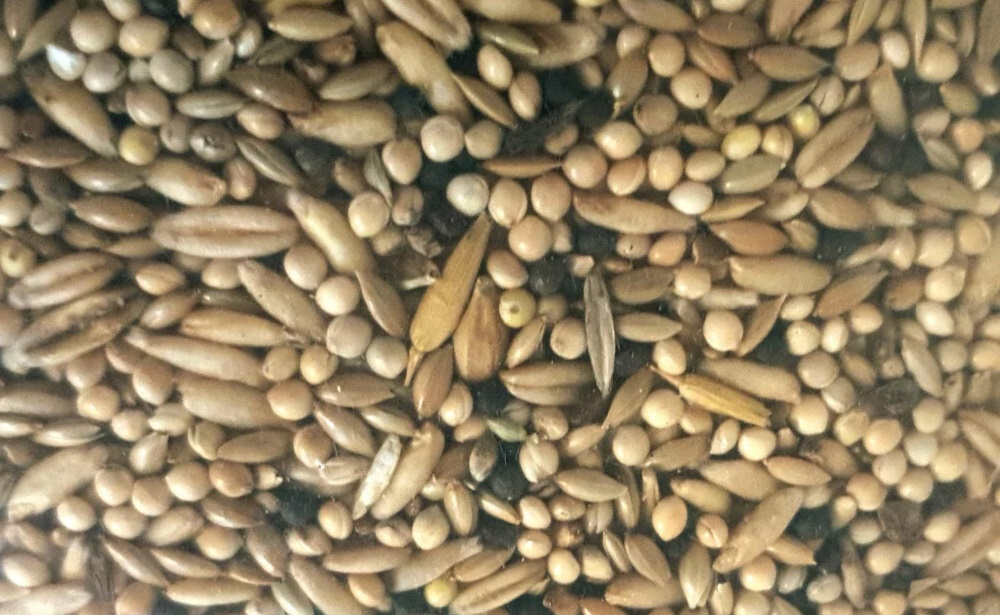Mistura de sementes para Canários