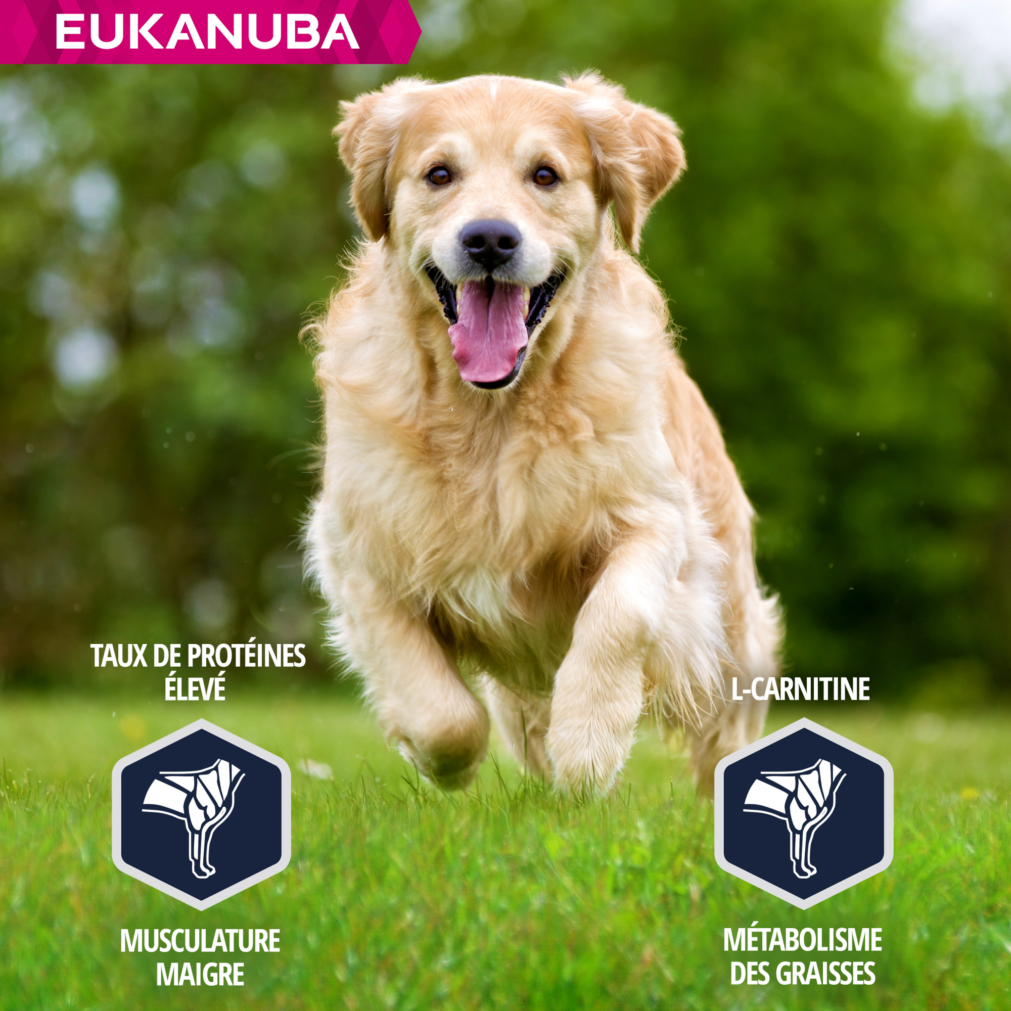 Eukanuba Breed Specific Golden Retriever