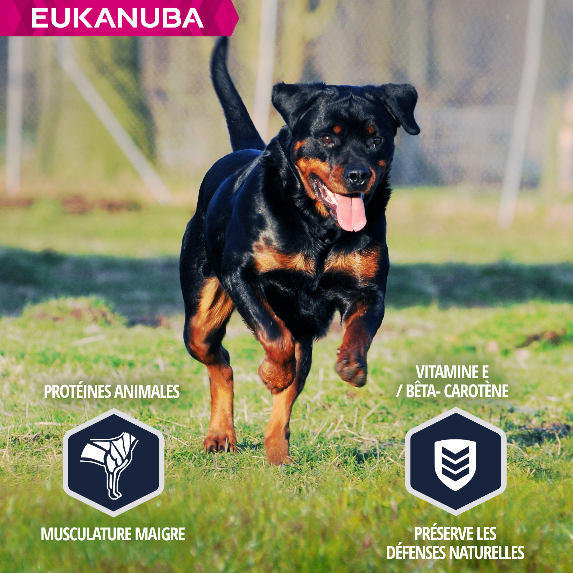 Eukanuba Breed Specific Rottweilers