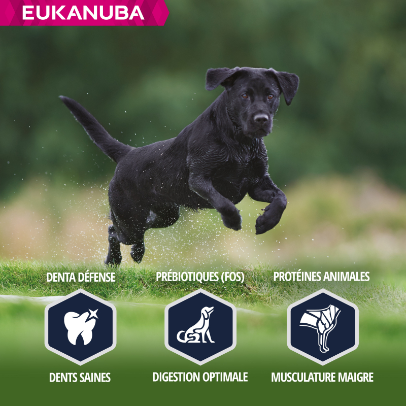 eukanuba labrador