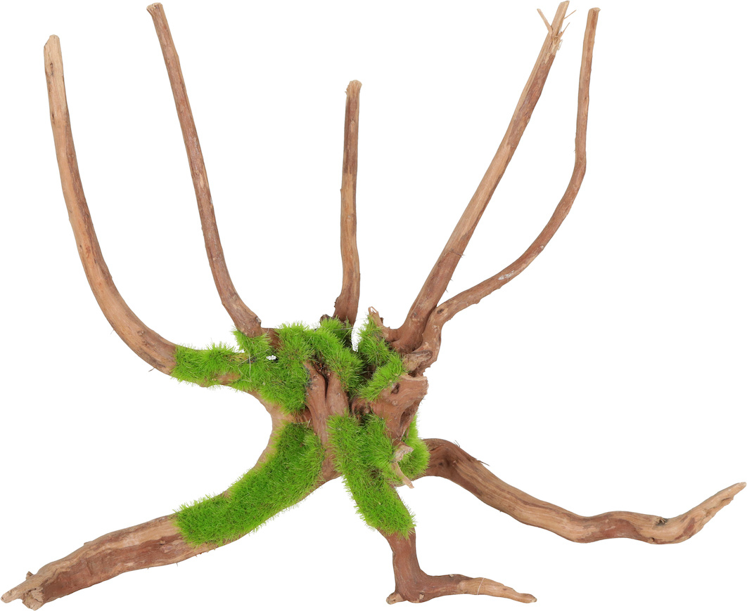 Kipouss-Spinnenwurzel – 2 Größen erhältlich