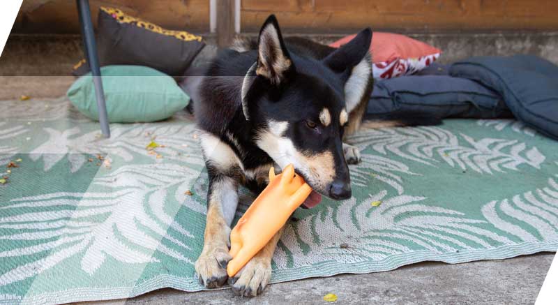 chien qui joue avec son jouet piggy zolia