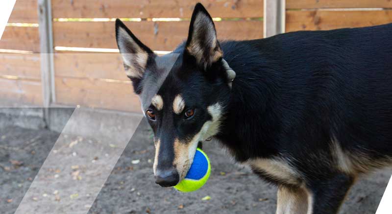 Un perro jugando con la pelota de tenis para perros Zolia