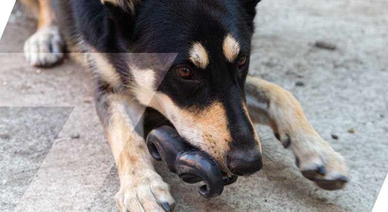 moustache magnum pour chien jouet à lécher zolia