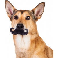Giocattoli per cani Giocattoli interattivi di granchio per cani Gratis  Digrignare denti puliti Molare Denti puliti Mantenere l'orale sano per  animali domestici Accessori per cani