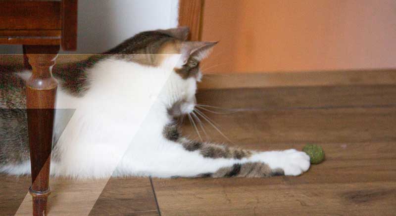Un gato juega con las 3 pelotas de catnip Zolia