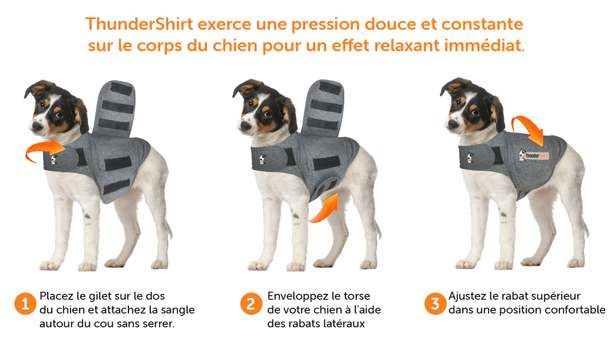 3 sencillos pasos para usar la camiseta anti ansiedad para perros Thundershirt 