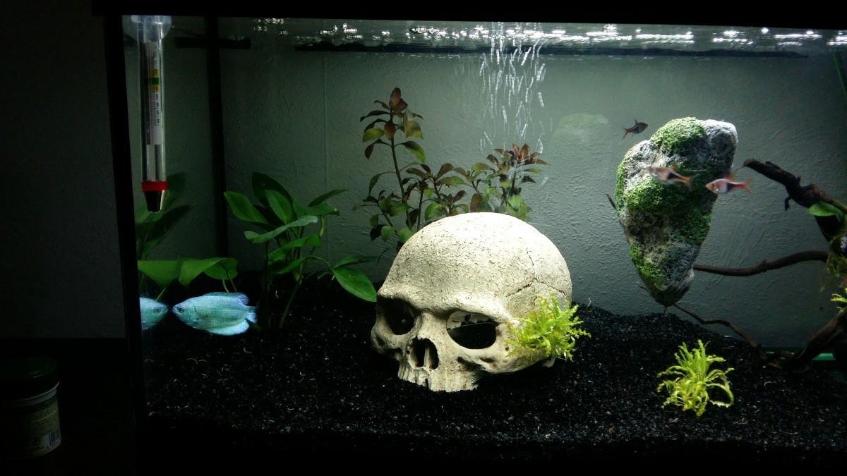 AMTRA Crâne avec plantes- Décoration pour aquarium / terrarium à petit prix  chez Aquario&Co
