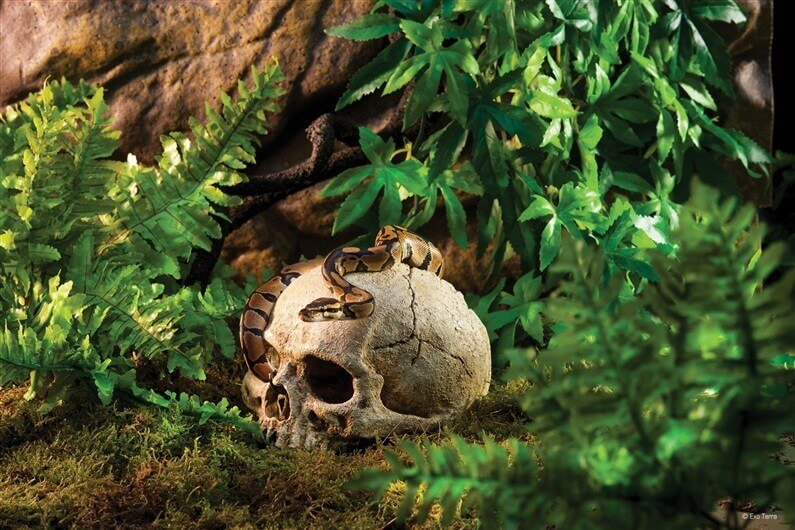 Décoration crâne de Primate Exo-Terra 