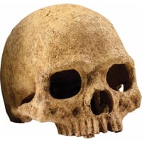 Decoración cráneo de primate Exo Terra
