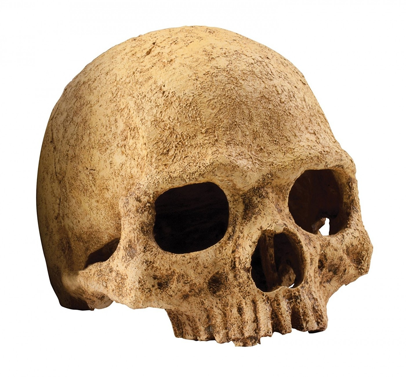 Decoración cráneo de primate Exo Terra