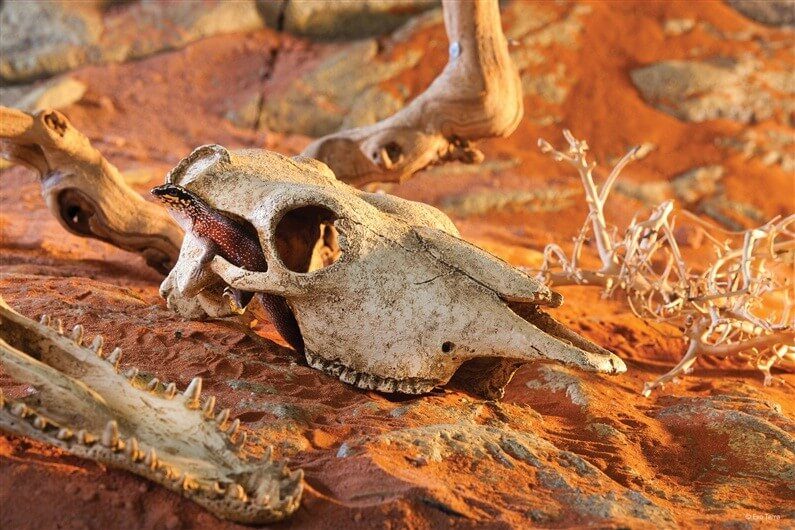 Decoración cráneo de cocodrilo Exo Terra