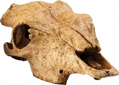 Décoration crâne de Bison Exo-Terra