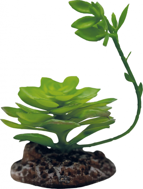 Plante artificielle Repto Plant – Echeveria