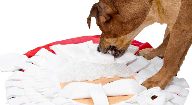 Un perro juega con la alfombra olfativa Zolia Papá Noel
