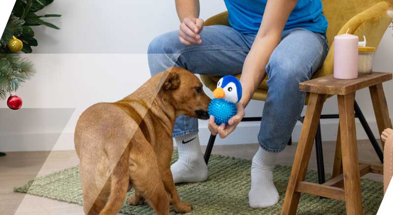 Un perro juega con el juguete con sonido Pingüino para perros Zolia