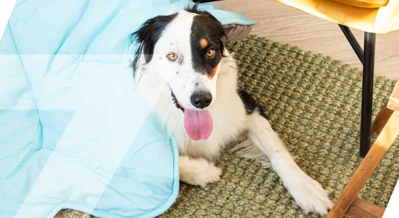 Un perrito probando la alfombra con forma de hoja Zolia Trébol