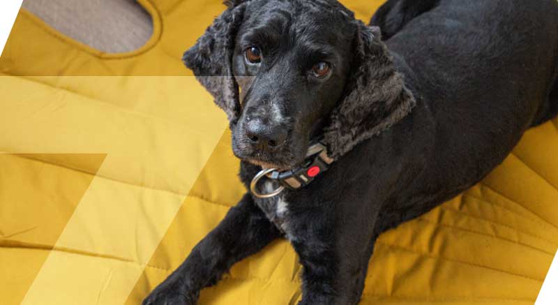 Un perrito sobre la alfombra con forma de hoja Zolia Ginko