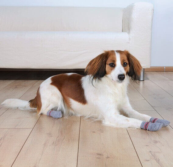 Chaussettes pour chien anti-dérapantes (Par 2)