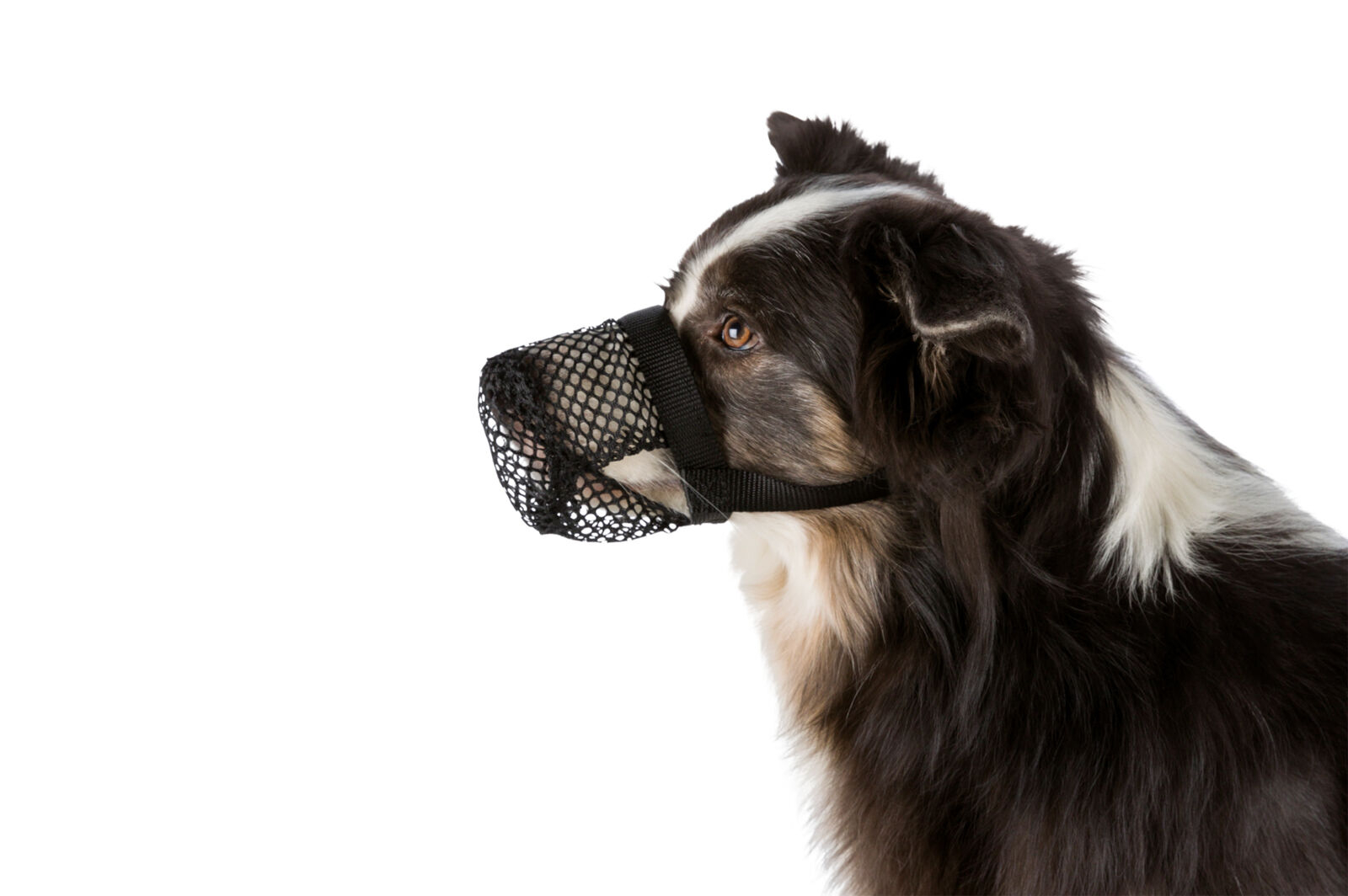 Protezione anti-intossicazione per cani